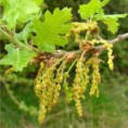 OAK (Quercia)